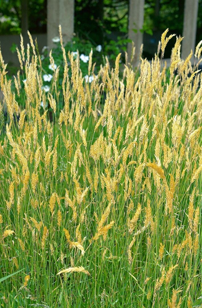 Anthoxanthum odoratum, Duftendes Ruchgras, ca. 9×9 cm Topf | 04063654286677