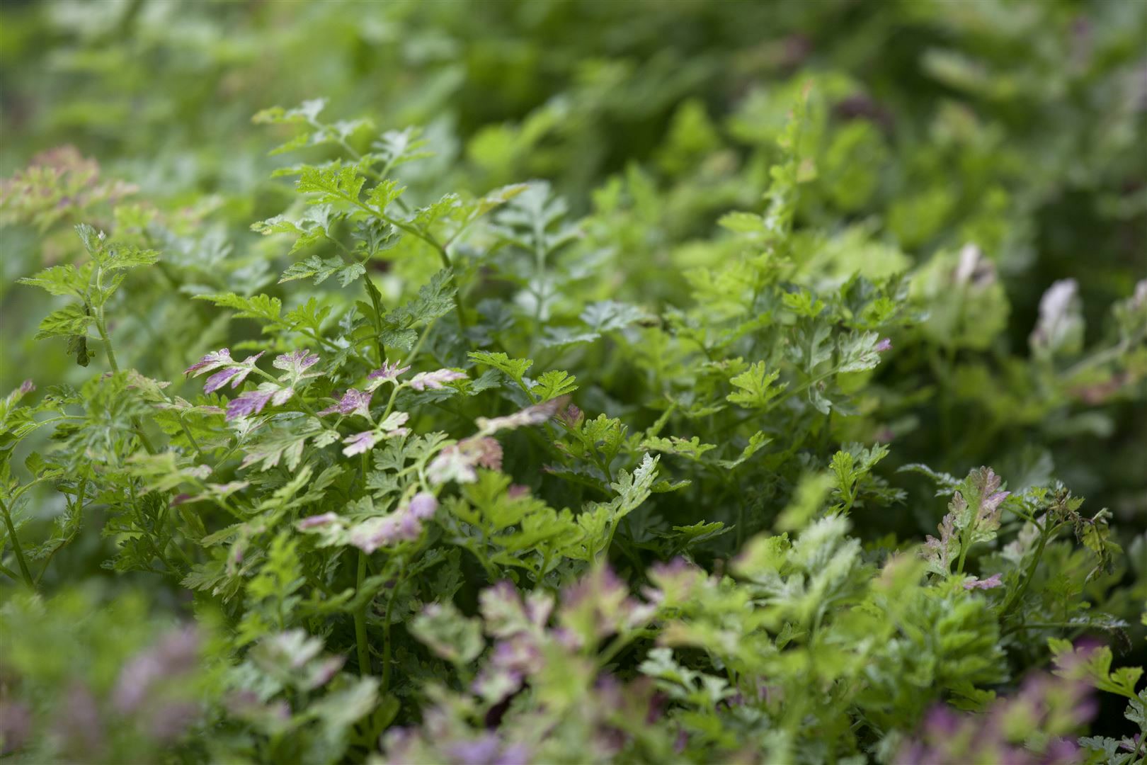 Anthriscus cerefolium, Kerbel, ca. 9x9 cm Topf - Bild 1