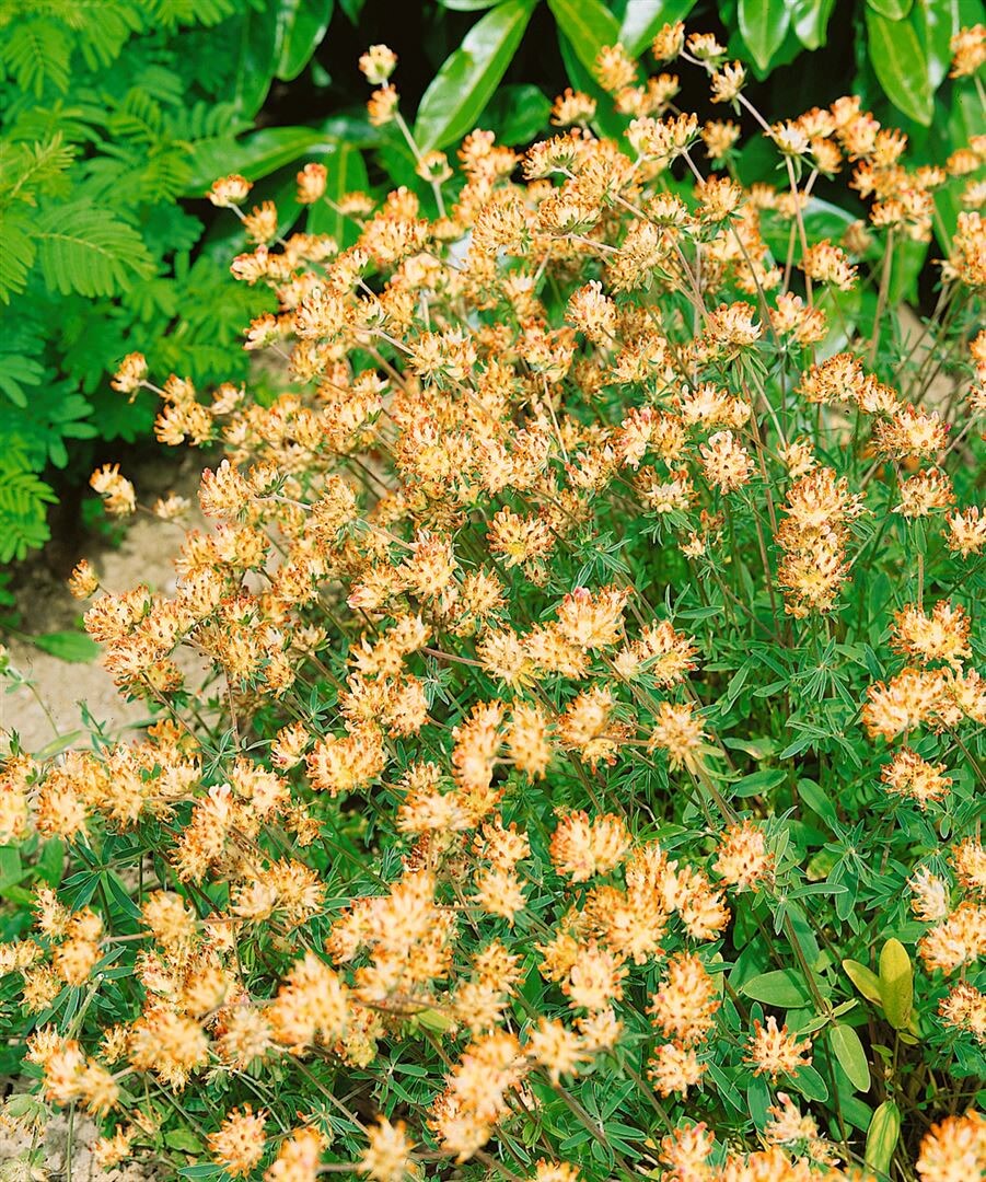Anthyllis vulneraria, Wundklee, gelb, ca. 9x9 cm Topf - Bild 1