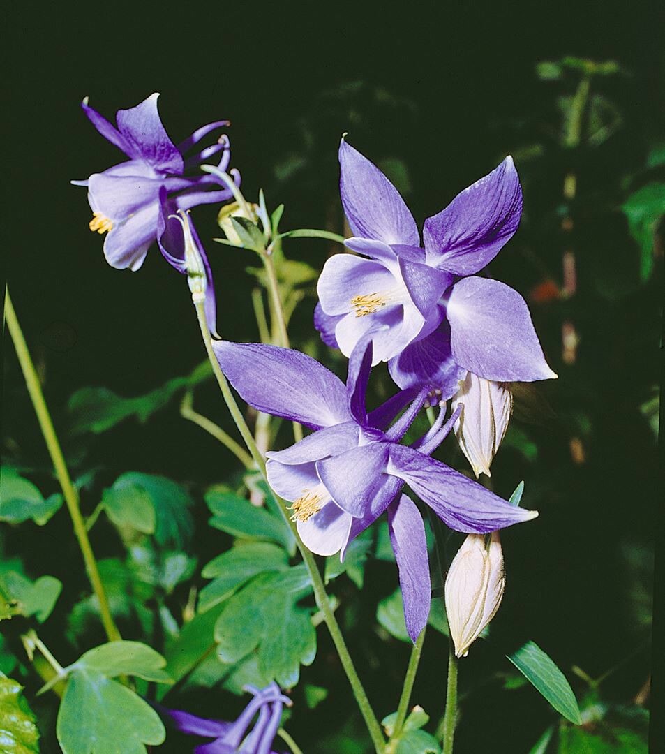 Aquilegia alpina, Alpen-Akelei, blau, ca. 9×9 cm Topf | 04063654286714