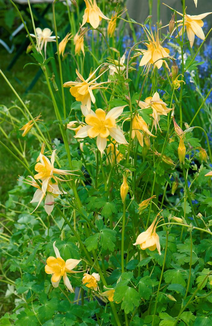 Aquilegia chrysantha 'Yellow Queen', Akelei, gelb, ca. 9x9 cm Topf - Bild 1