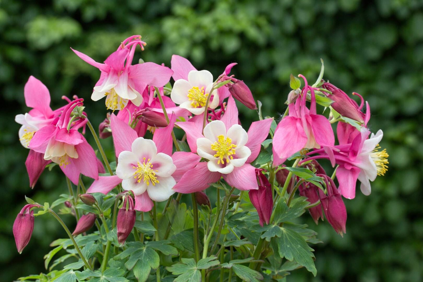 Aquilegia flab.’Spring Magic Rosa-Weiß‘, Akelei, rosa-weiß, ca. 9×9 cm Topf | 04063654256267