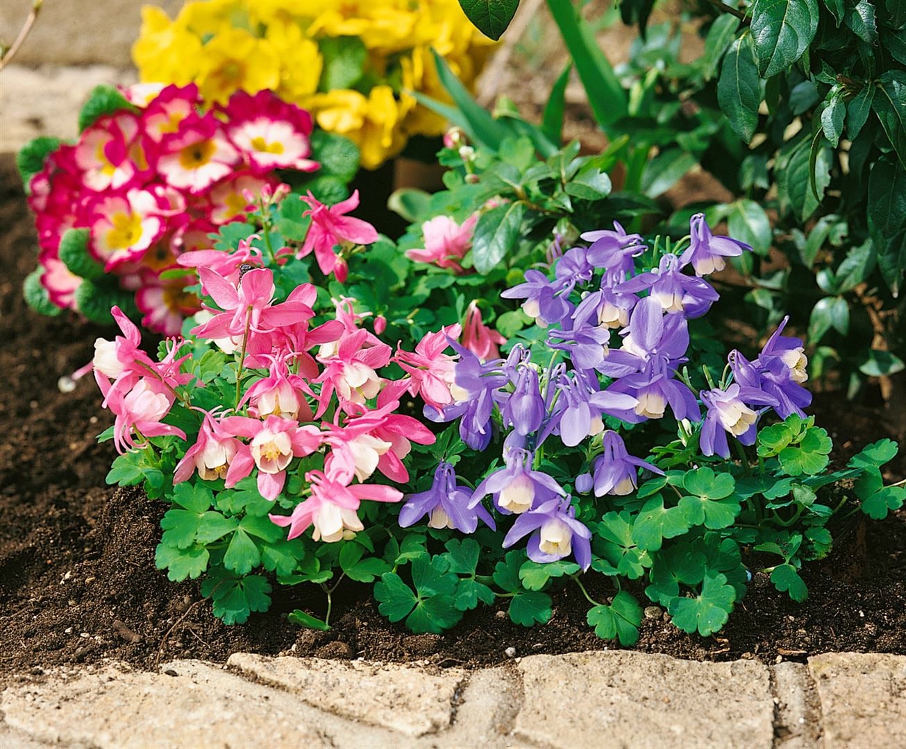 Aquilegia flabellata var.pumila 'Ministar', Akelei, blau-wei&szlig;, ca. 9x9 cm Topf - Bild 1