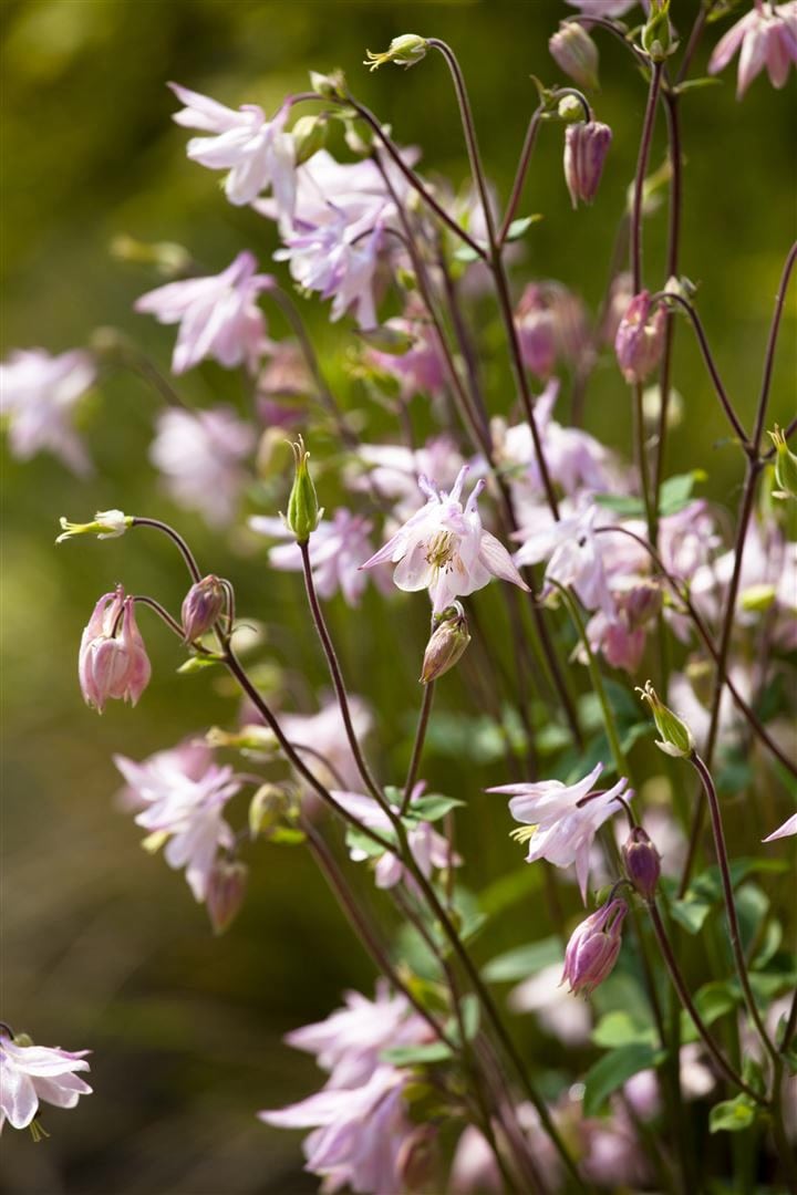 Aquilegia vulgaris, Akelei, blau-violett, ca. 9x9 cm Topf - Bild 1