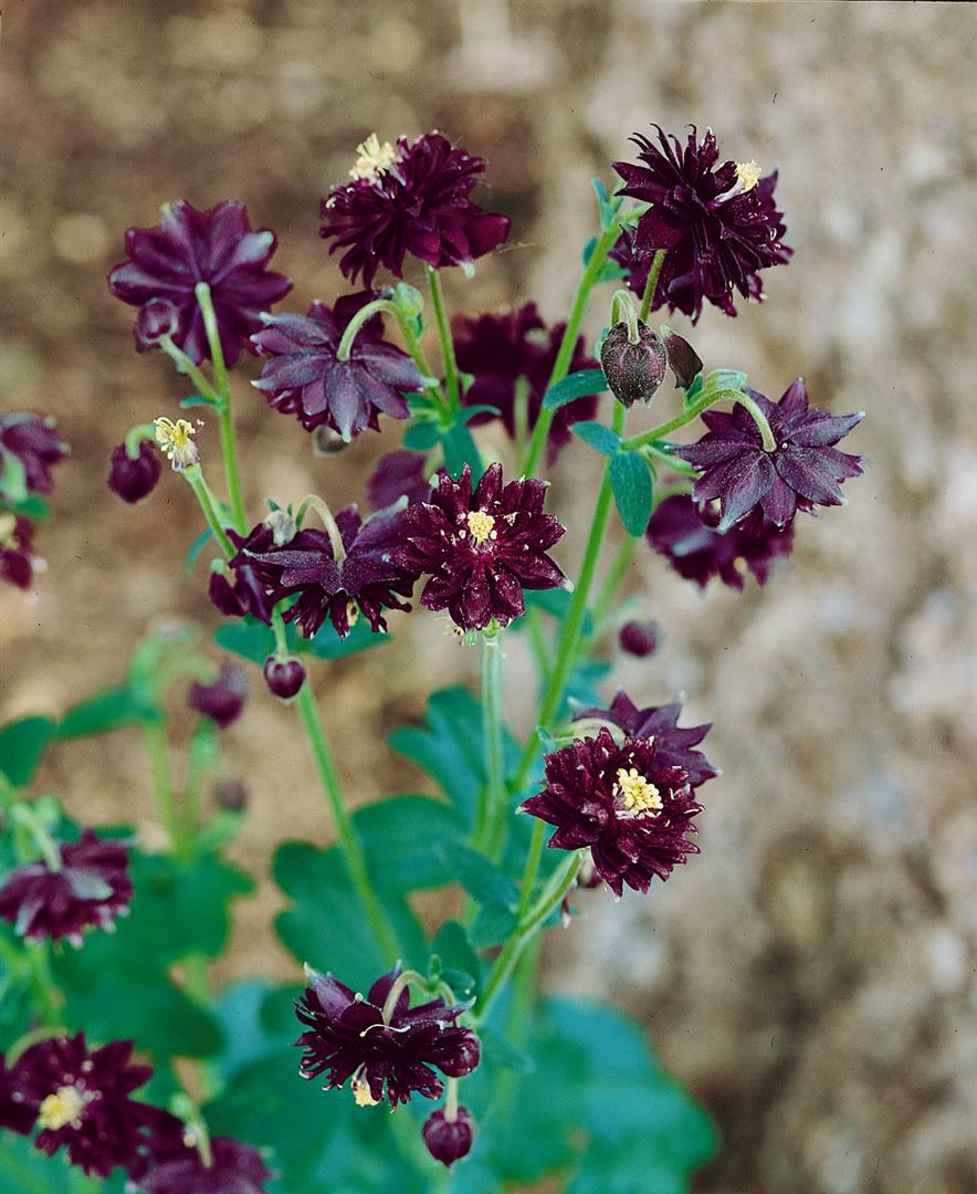 Aquilegia vulgaris 'Black Barlow', Akelei, dunkelviolett, ca. 9x9 cm Topf - Bild 1