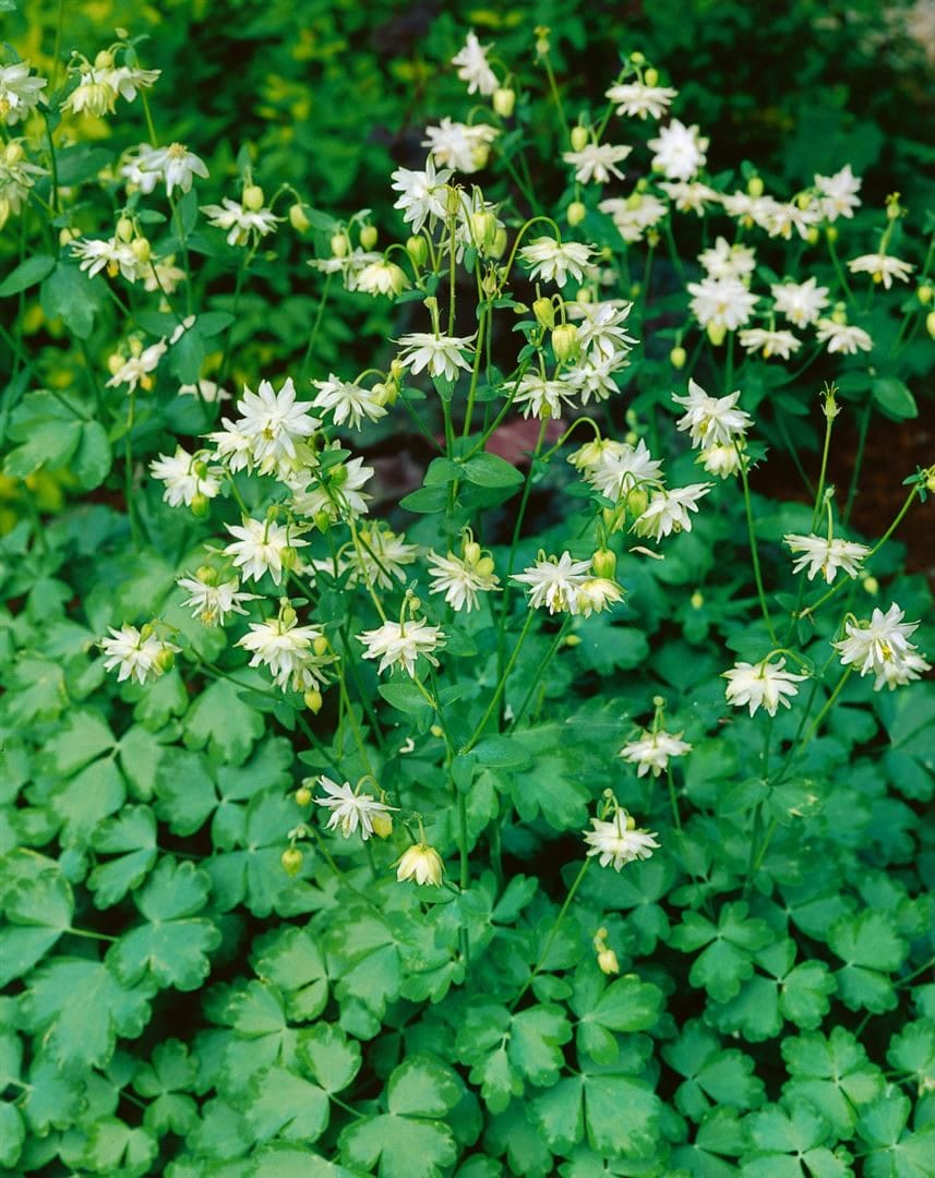 Aquilegia vulgaris 'Green Apples', Akelei, gr&uuml;nlich-wei&szlig;, ca. 9x9 cm Topf - Bild 1