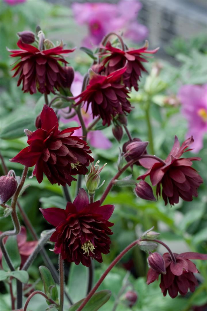 Aquilegia cult. 'Ruby Port', Akelei, dunkelrot, ca. 9x9 cm Topf