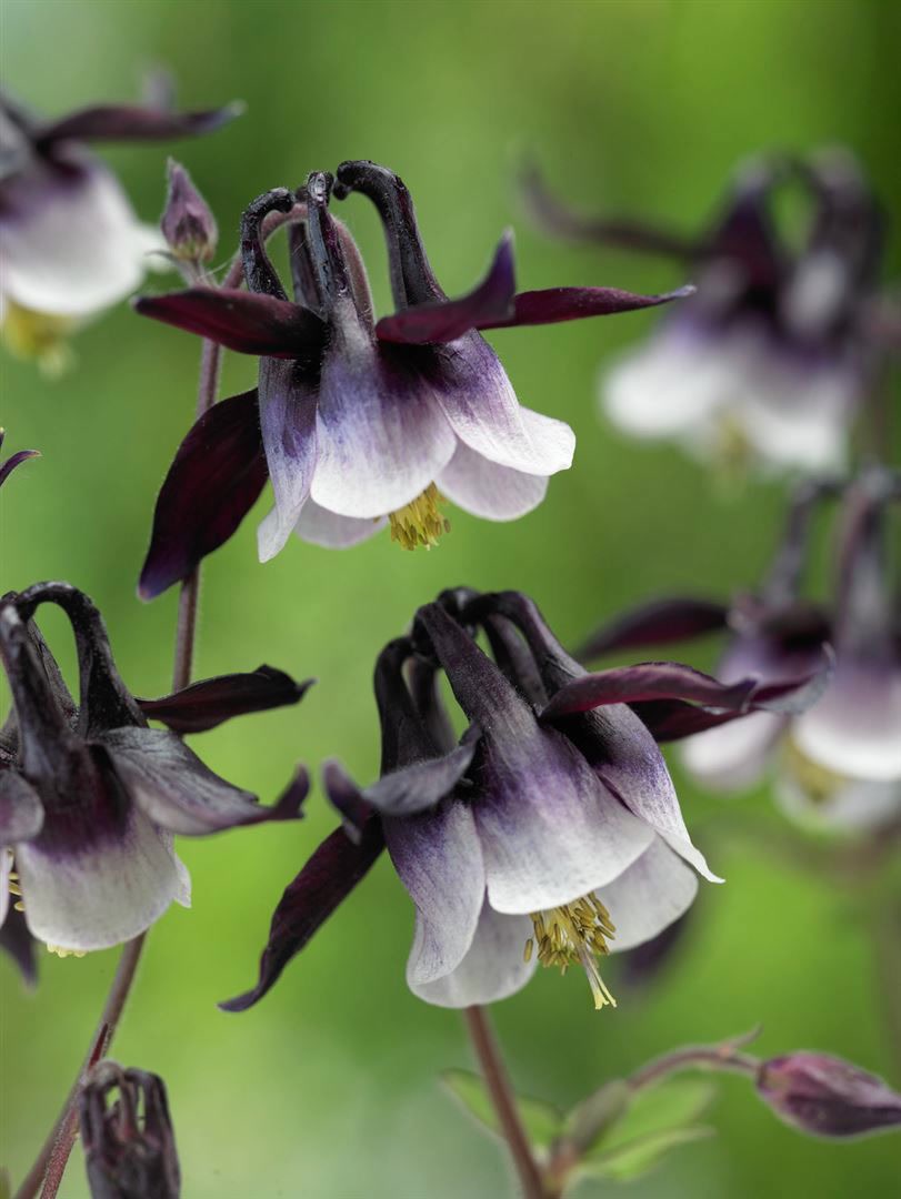 Aquilegia vulgaris 'William Guiness', Akelei, zweifarbig, ca. 9x9 cm Topf - Bild 1