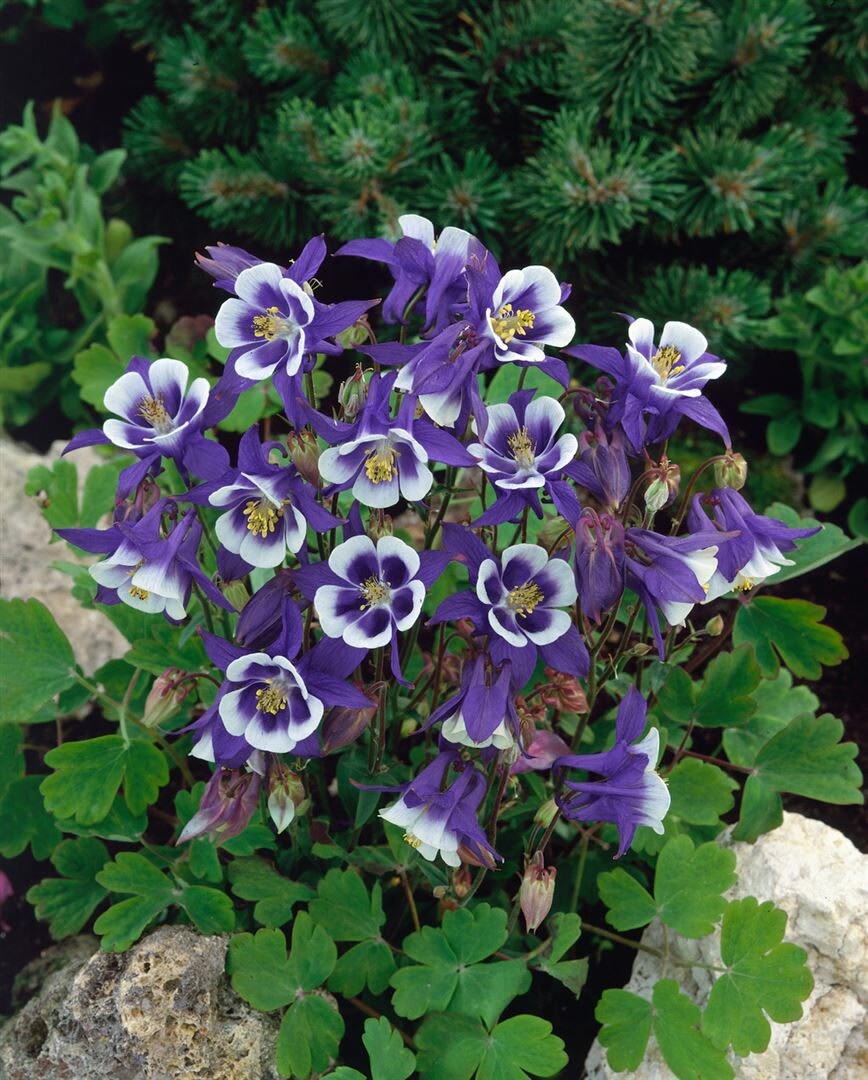 Aquilegia caerulea ‚Blue Star‘, Akelei, blau-weiß, ca. 9×9 cm Topf | 04063654286868