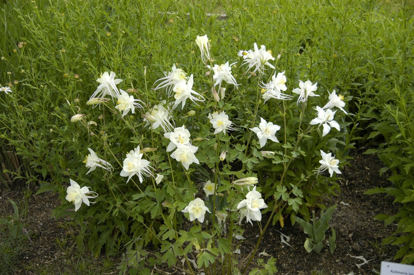 Aquilegia caerulea ‚Kristall‘, Akelei, weiß-blau, ca. 9×9 cm Topf | 04063654286882