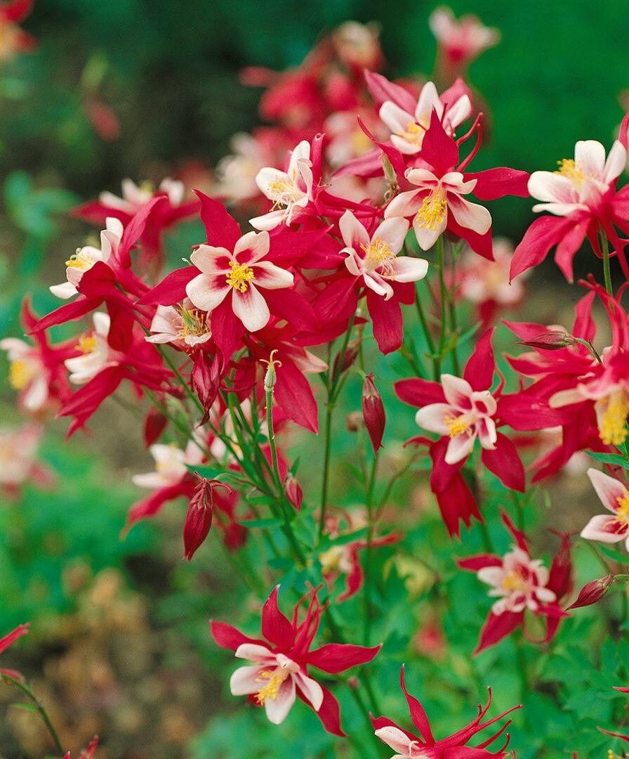Aquilegia caerulea ‚McKana‘, Akelei, bunte Blüten, ca. 9×9 cm Topf | 04063654286899
