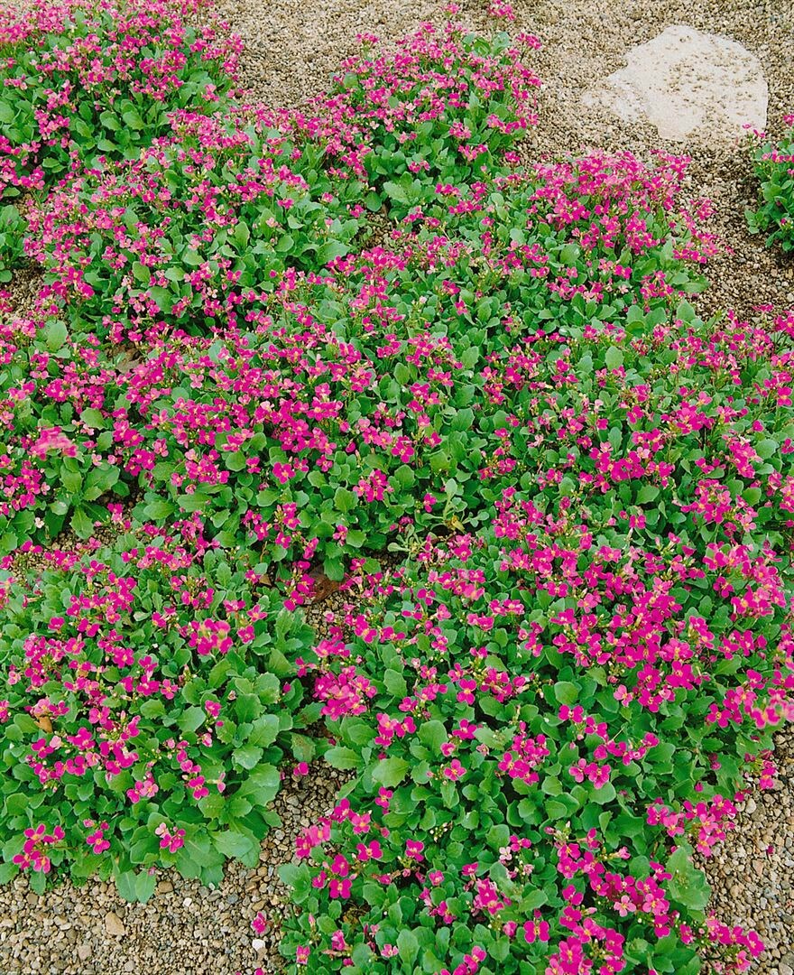 Arabis caucasica 'Pinkie', G&auml;nsekresse, rosa, ca. 9x9 cm Topf - Bild 1