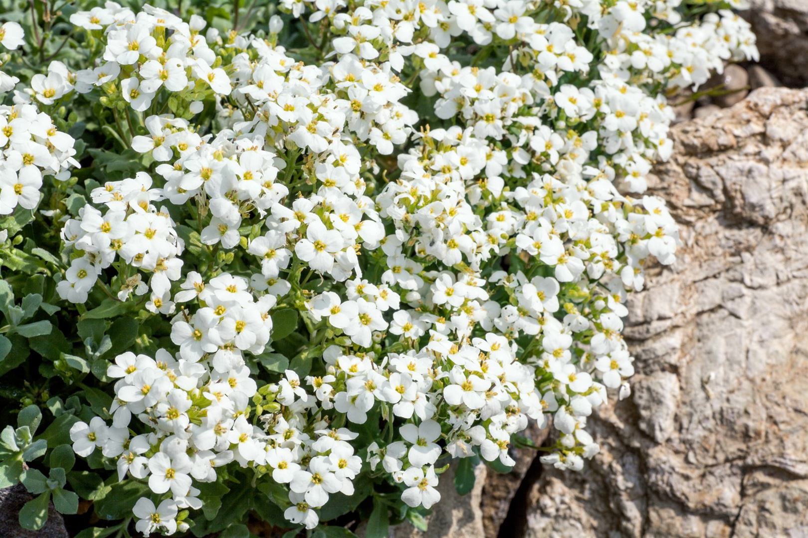 Arabis caucasica 'Schneeball', G&auml;nsekresse, wei&szlig;, ca. 9x9 cm Topf - Bild 1