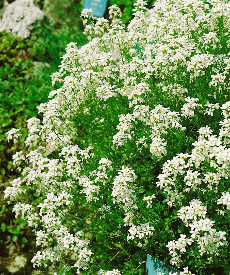 Arabis procurrens 'Neuschnee', G&auml;nsekresse, wei&szlig;, ca. 9x9 cm Topf - Bild 1