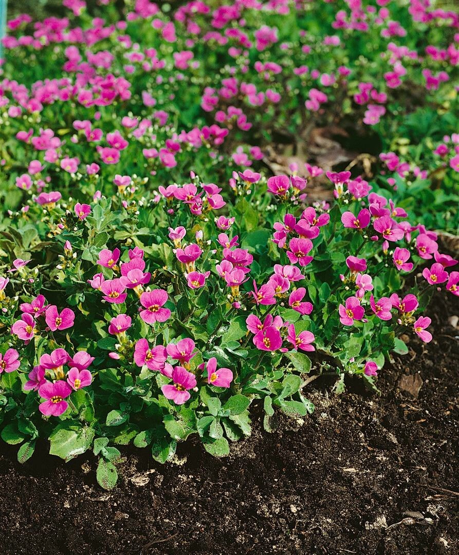 Arabis x arendsii 'Hedi', G&auml;nsekresse, rosa Bl&uuml;ten, ca. 9x9 cm Topf - Bild 1