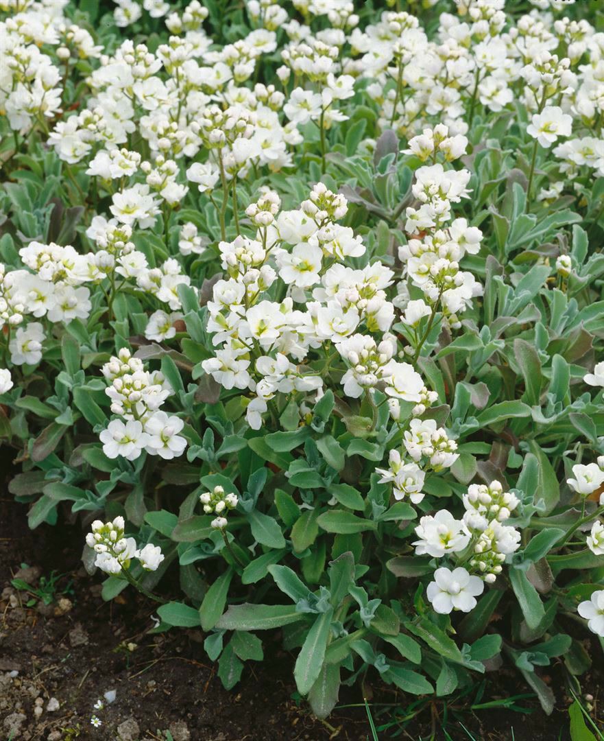 Arabis x suendermannii, G&auml;nsekresse, immergr&uuml;n, ca. 9x9 cm Topf - Bild 1