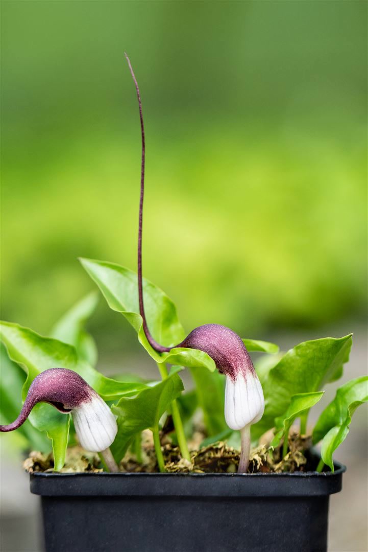 Arisarum proboscideum, Mauswurz, ca. 9x9 cm Topf, exotisch - Bild 1