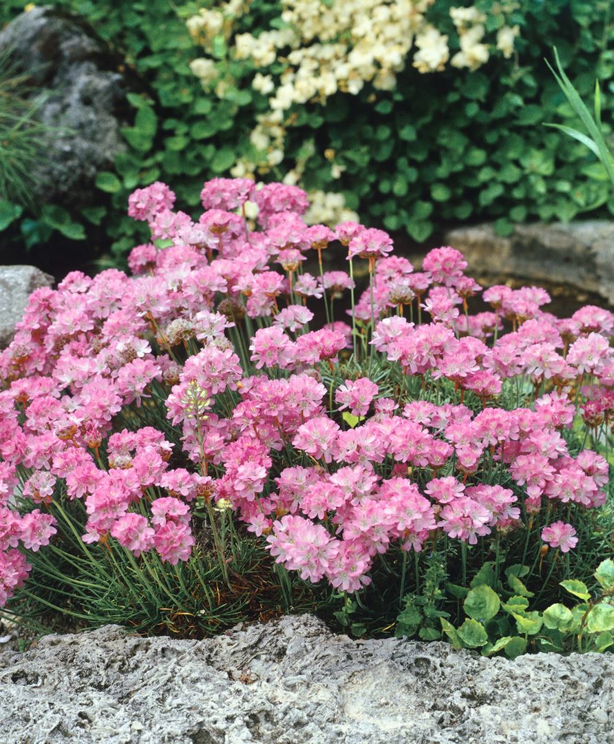 Armeria juniperifolia, Grasnelke, rosa, ca. 9x9 cm Topf - Bild 1