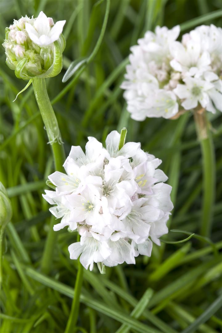Armeria maritima 'Armada White', Grasnelke, wei&szlig;, ca. 9x9 cm Topf - Bild 1