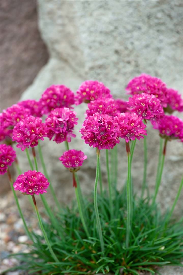 Armeria maritima 'D&uuml;sseldorfer Stolz', Grasnelke, rosa, ca. 9x9 cm Topf - Bild 1