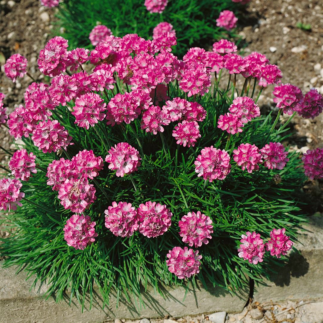 Armeria maritima 'Rosea Compacta', Grasnelke, rosa, ca. 9x9 cm Topf - Bild 1