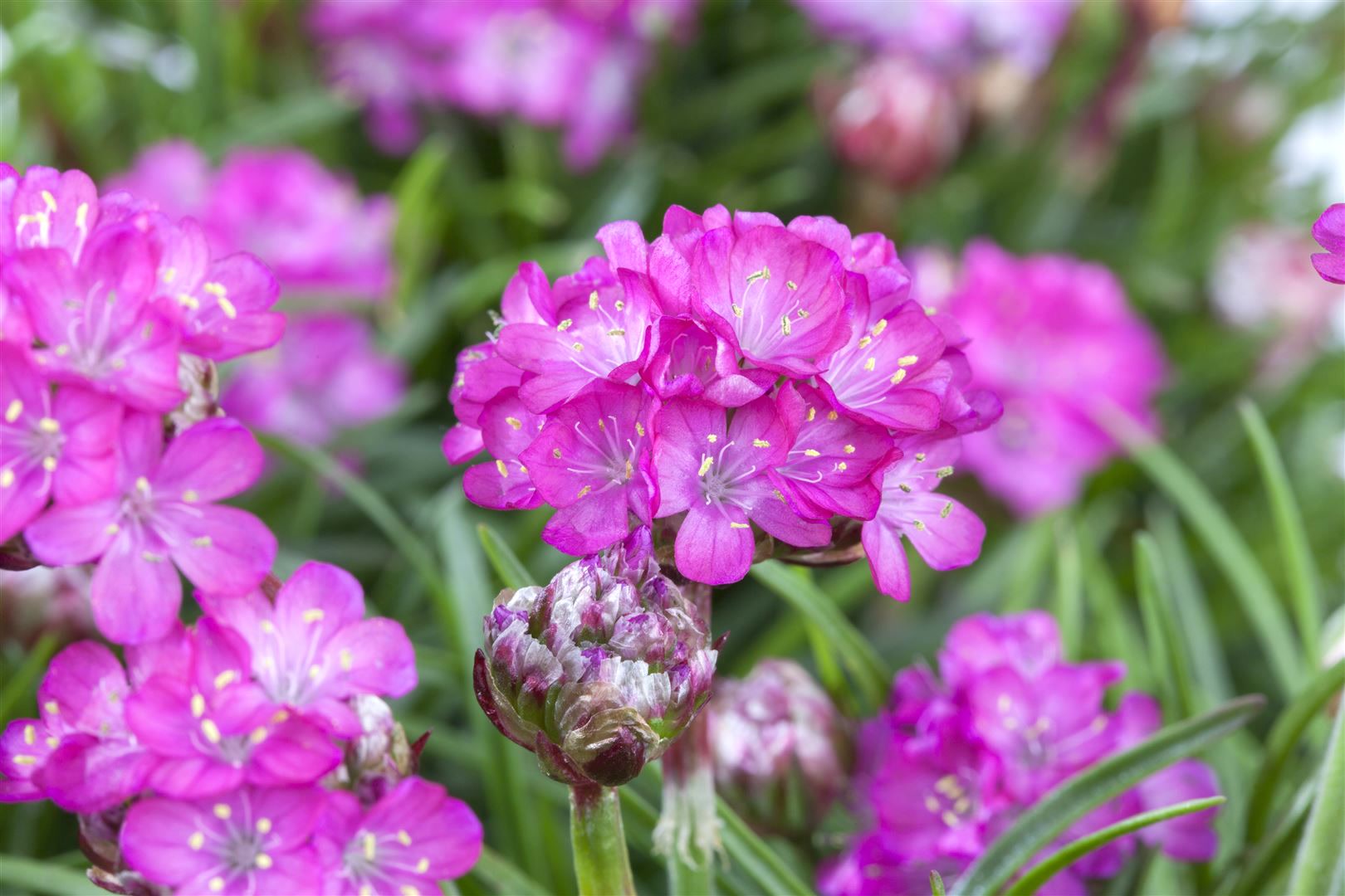 Armeria maritima 'Splendens', Grasnelke, rosa, ca. 9x9 cm Topf - Bild 1