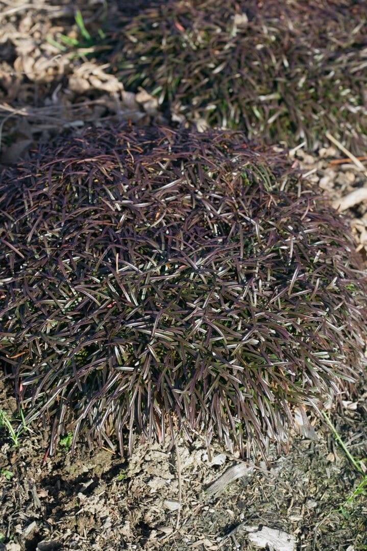 Armeria maritima 'Vesuv', Grasnelke, leuchtend rosa, ca. 9x9 cm Topf - Bild 1