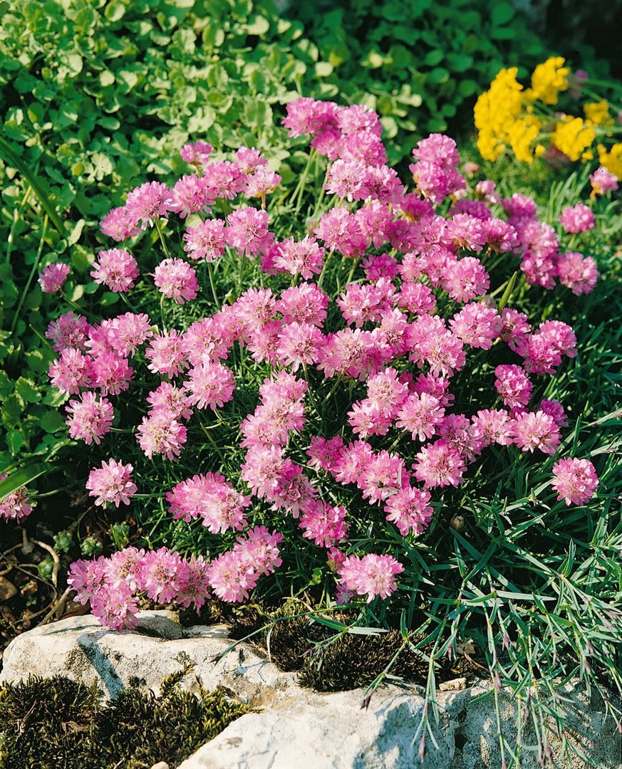 Armeria juniperifolia 'R&ouml;schen', Grasnelke, rosa, ca. 9x9 cm Topf - Bild 1