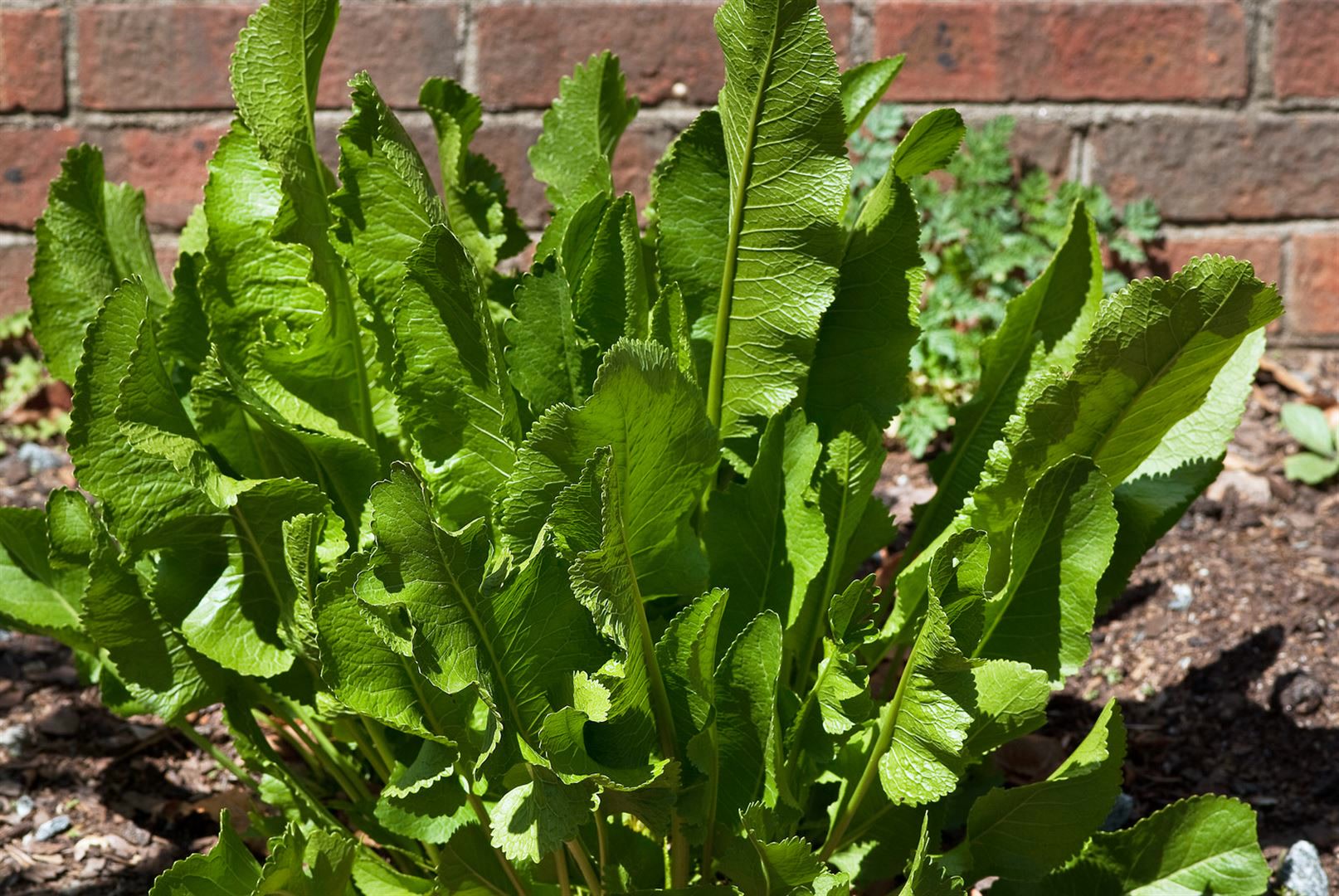 Armoracia rusticana, Meerrettich, ca. 11x11 cm Topf - Bild 1