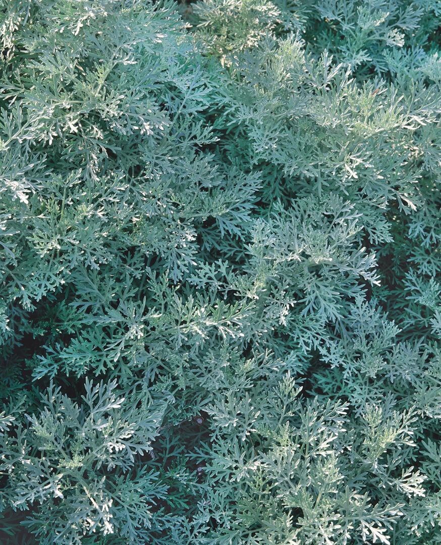 Artemisia arborescens 'Powis Castle', silbrig-grau, ca. 11x11 cm Topf - Bild 1