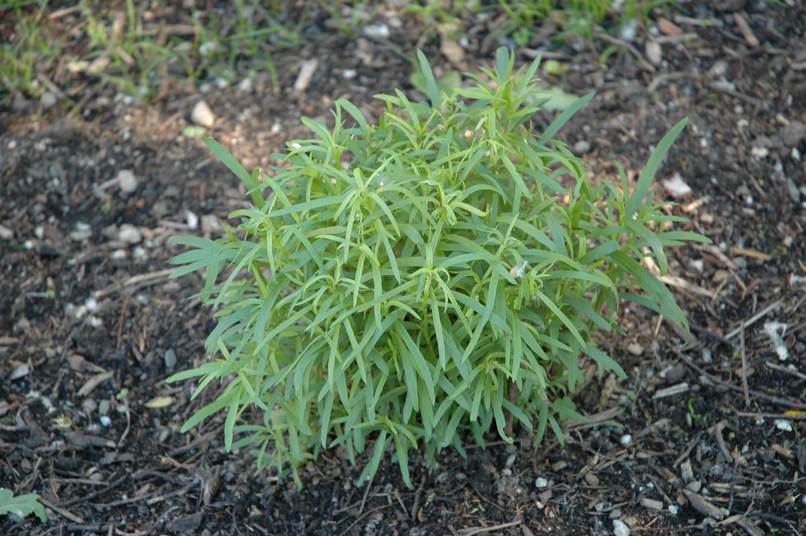 Artemisia dracunculus, Estragon, aromatisch, ca. 9×9 cm Topf | 04063654287223