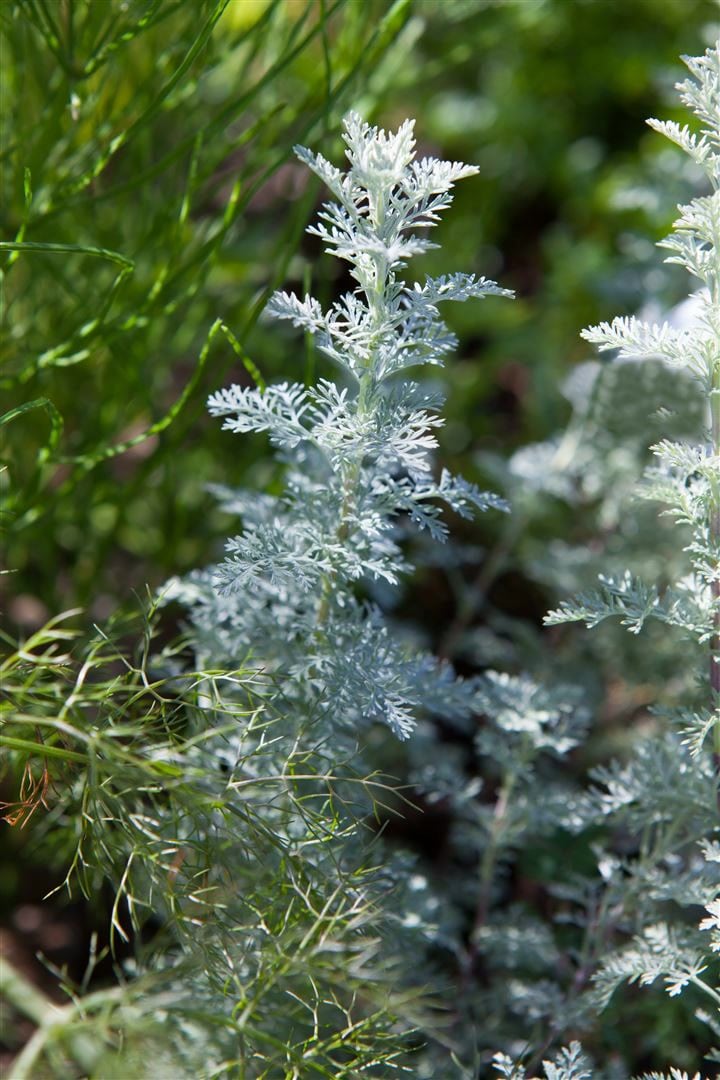 Artemisia schmidtiana 'Nana', Silberwermut, kompakt, ca. 9x9 cm Topf - Bild 1