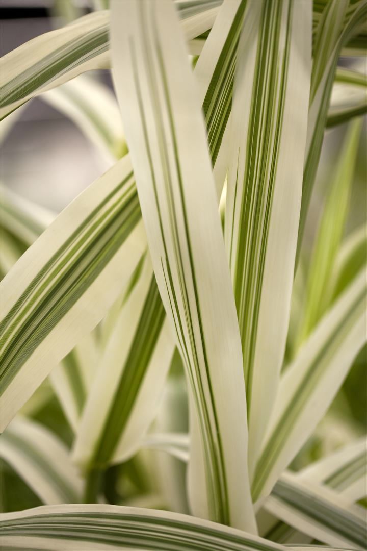 Arundo donax 'Variegata', Riesenschilf, gestreift, ca. 11x11 cm Topf - Bild 1