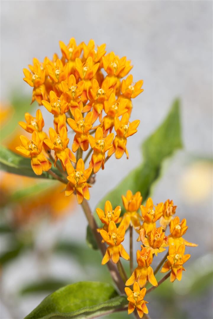 Asclepias tuberosa, Schmetterlingsblume, orange, ca. 9×9 cm Topf | 04063654256533