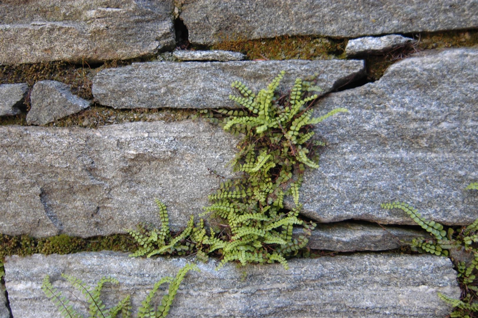 Asplenium trichomanes, Braunstieliger Streifenfarn, ca. 9x9 cm Topf - Bild 1