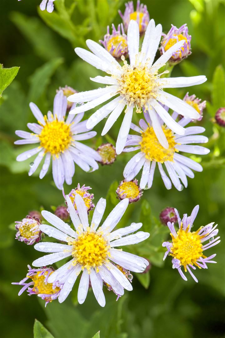 Aster ageratoides 'Asran', Herbstaster, violett, ca. 9x9 cm Topf - Bild 1