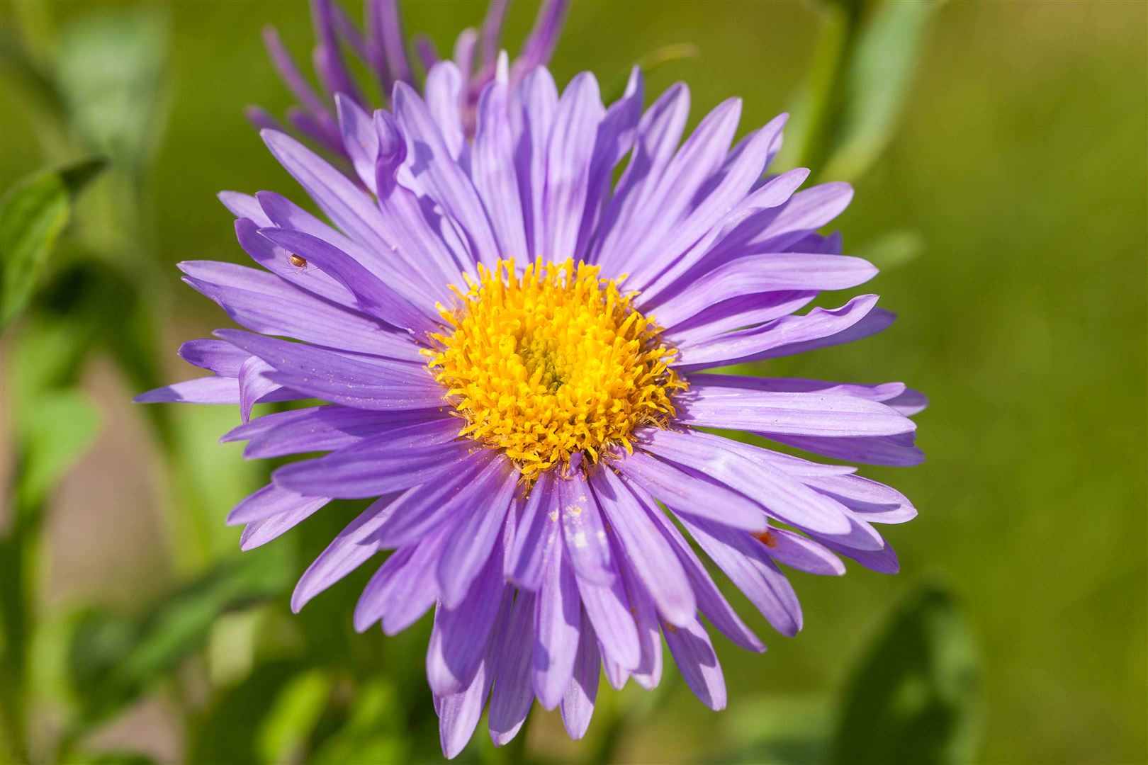 Aster alpinus 'Dunkle Sch&ouml;ne', Alpenaster, violett, ca. 9x9 cm Topf - Bild 1