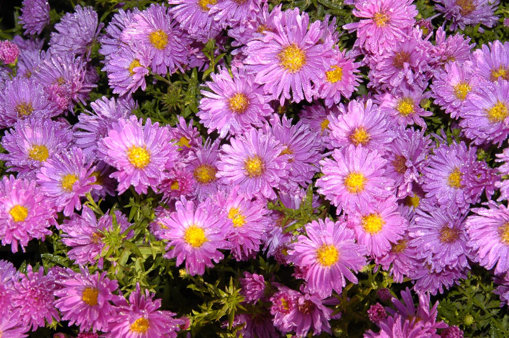 Aster alpinus 'Happy End', Alpenaster, rosa, ca. 9x9 cm Topf - Bild 1