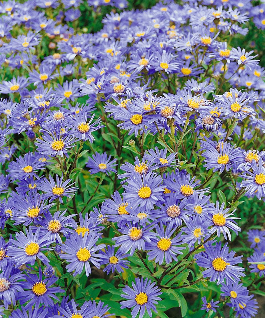 Aster amellus 'Danzig', Berg-Aster, violett, ca. 9x9 cm Topf - Bild 1