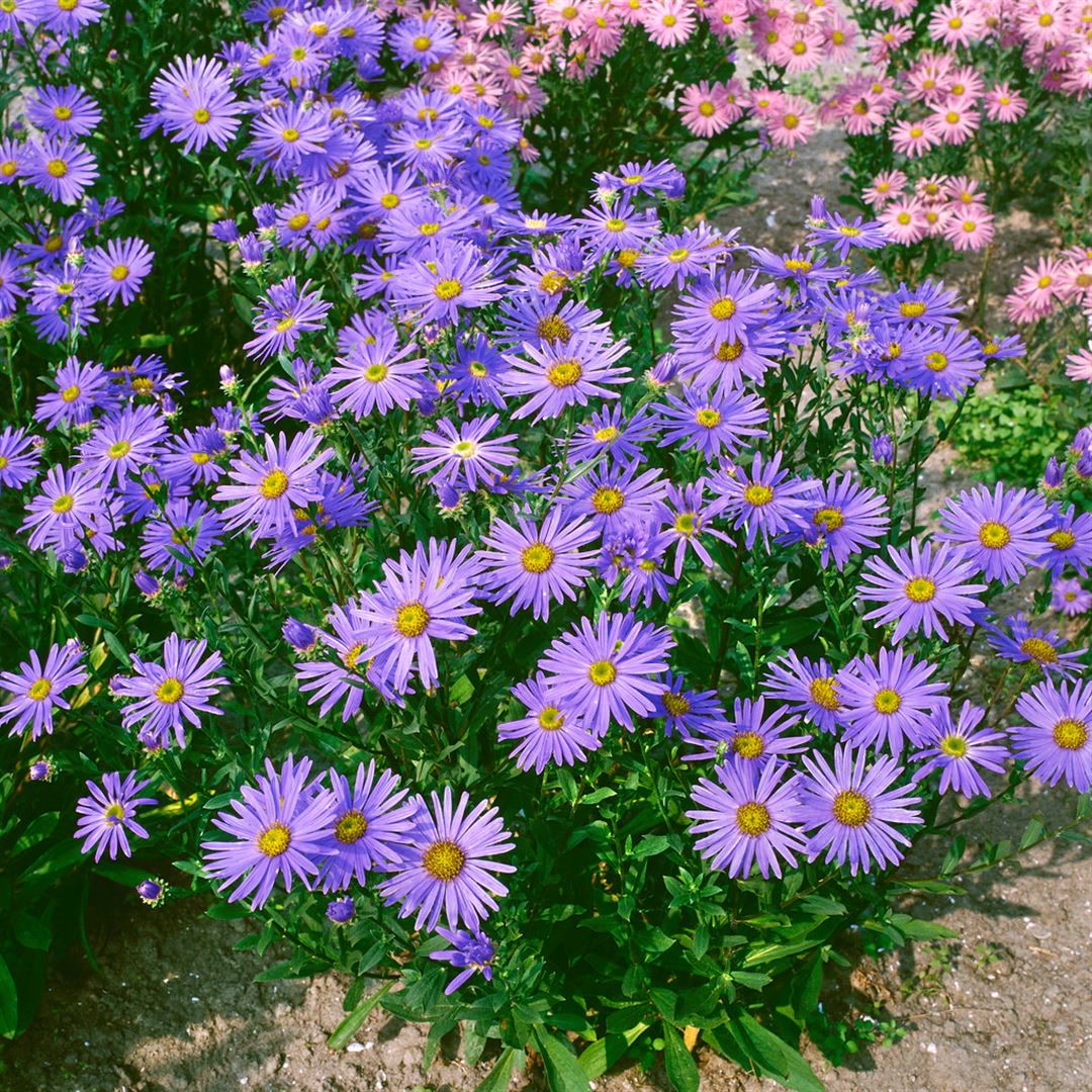 Aster amellus 'Dr Otto Petscheck', Berg-Aster, violett, ca. 9x9 cm Topf - Bild 1