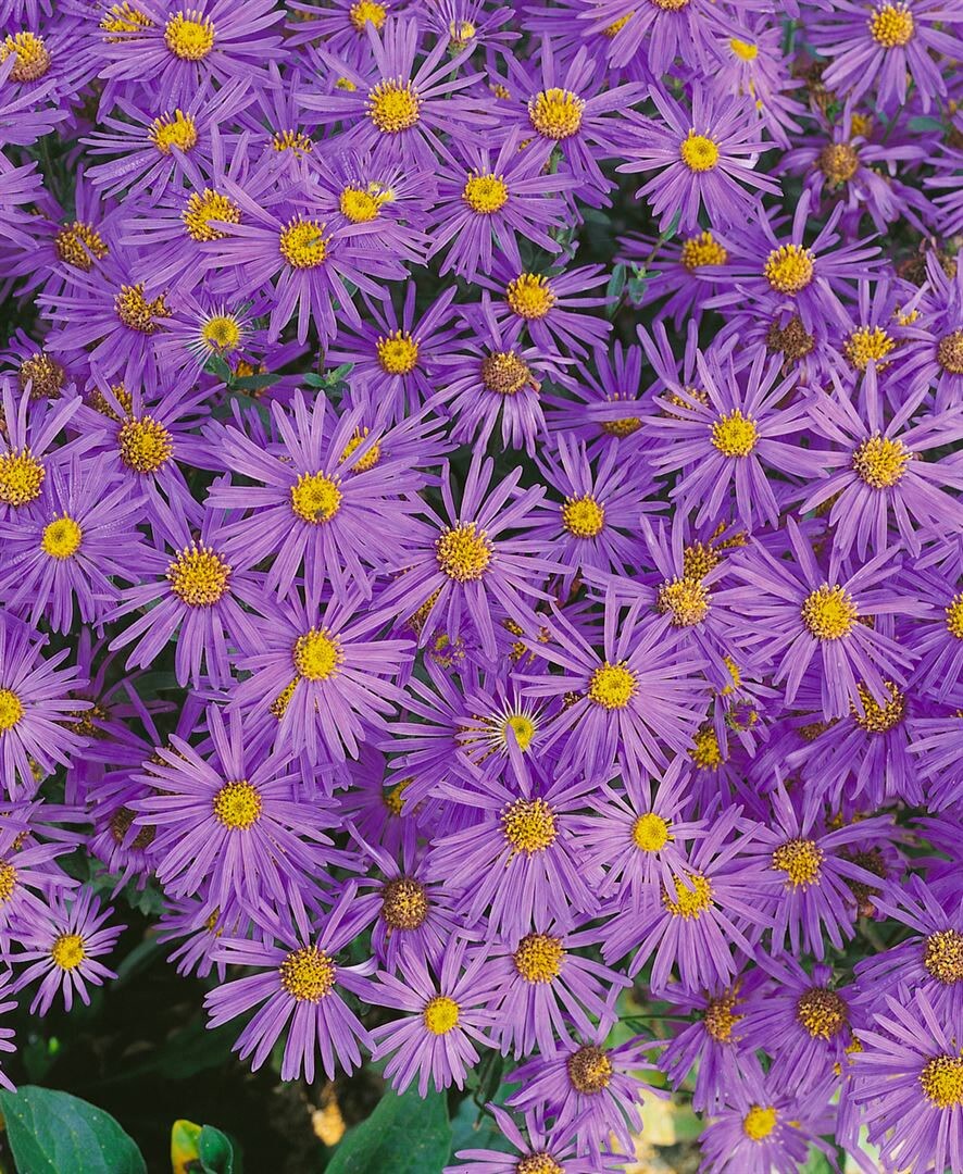 Aster amellus 'Mira', Berg-Aster, violett, ca. 9x9 cm Topf