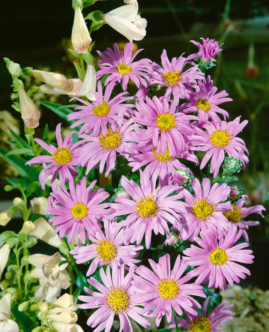 Aster amellus 'Rosa Erf&uuml;llung', Berg-Aster, rosa, ca. 9x9 cm Topf - Bild 1