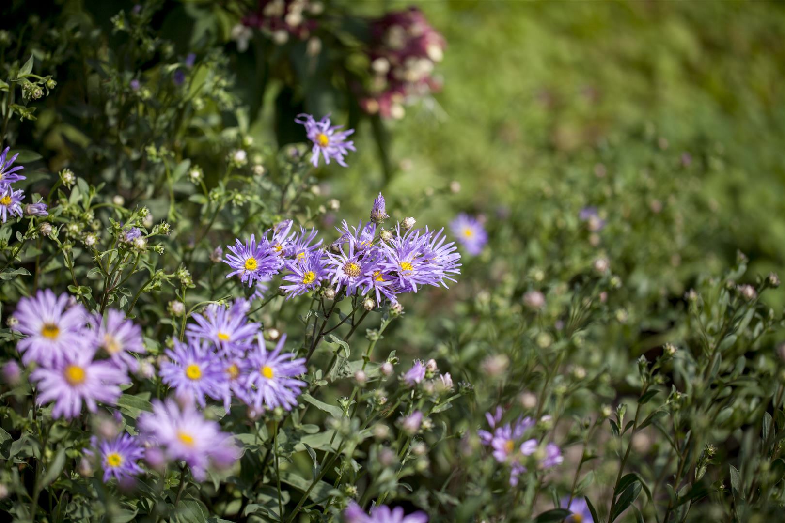 Aster amellus 'Rudolf Goethe', Berg-Aster, lavendelblau, ca. 9x9 cm Topf - Bild 1