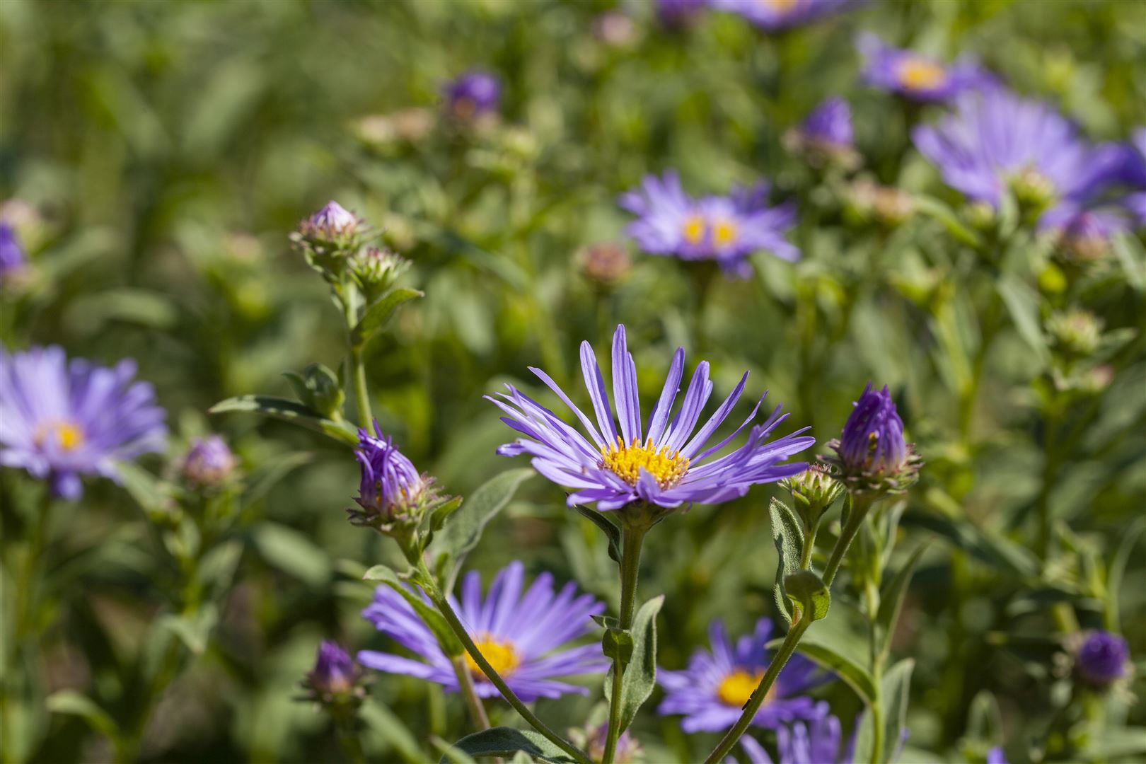 Aster amellus 'Sternkugel', Berg-Aster, violett, ca. 9x9 cm Topf - Bild 1