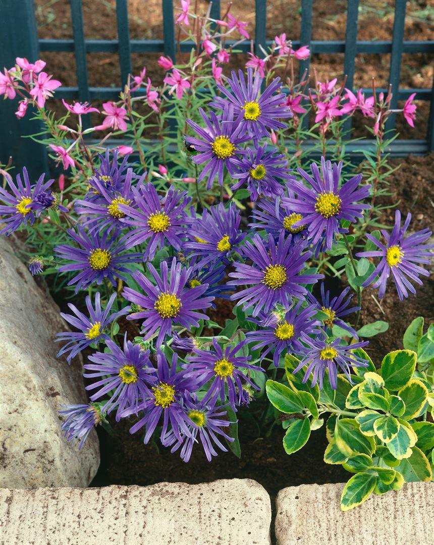 Aster amellus 'Veilchenk&ouml;nigin', Berg-Aster, violett, ca. 9x9 cm Topf - Bild 1