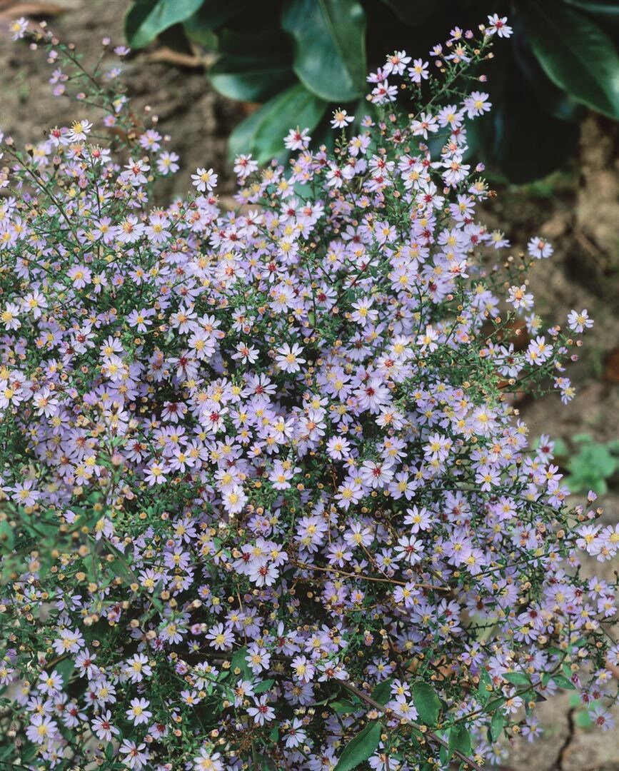Aster cordifolius 'Bl&uuml;tenregen', Herz-Aster, violett, ca. 11x11 cm Topf - Bild 1