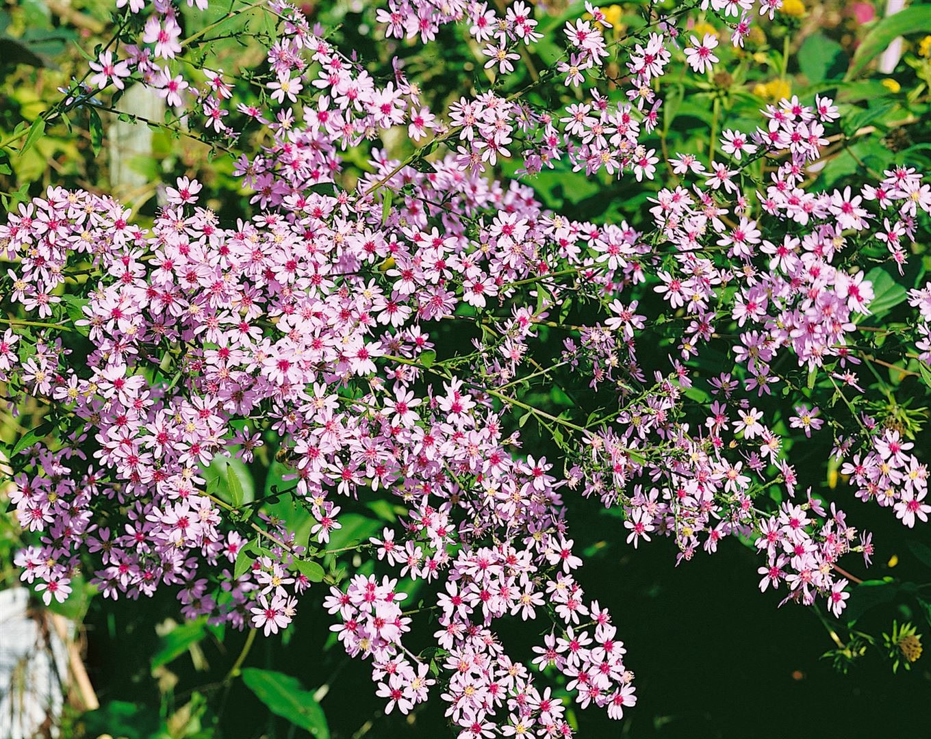Aster cordifolius 'Ideal', Herzblatt-Aster, lavendelblau, ca. 11x11 cm Topf - Bild 1