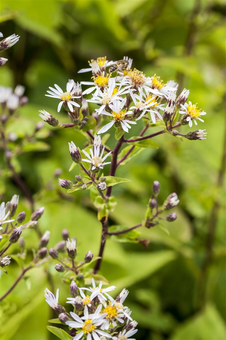Aster divaricatus, Wei&szlig;er Wald-Aster, ca. 9x9 cm Topf, zierlich - Bild 1