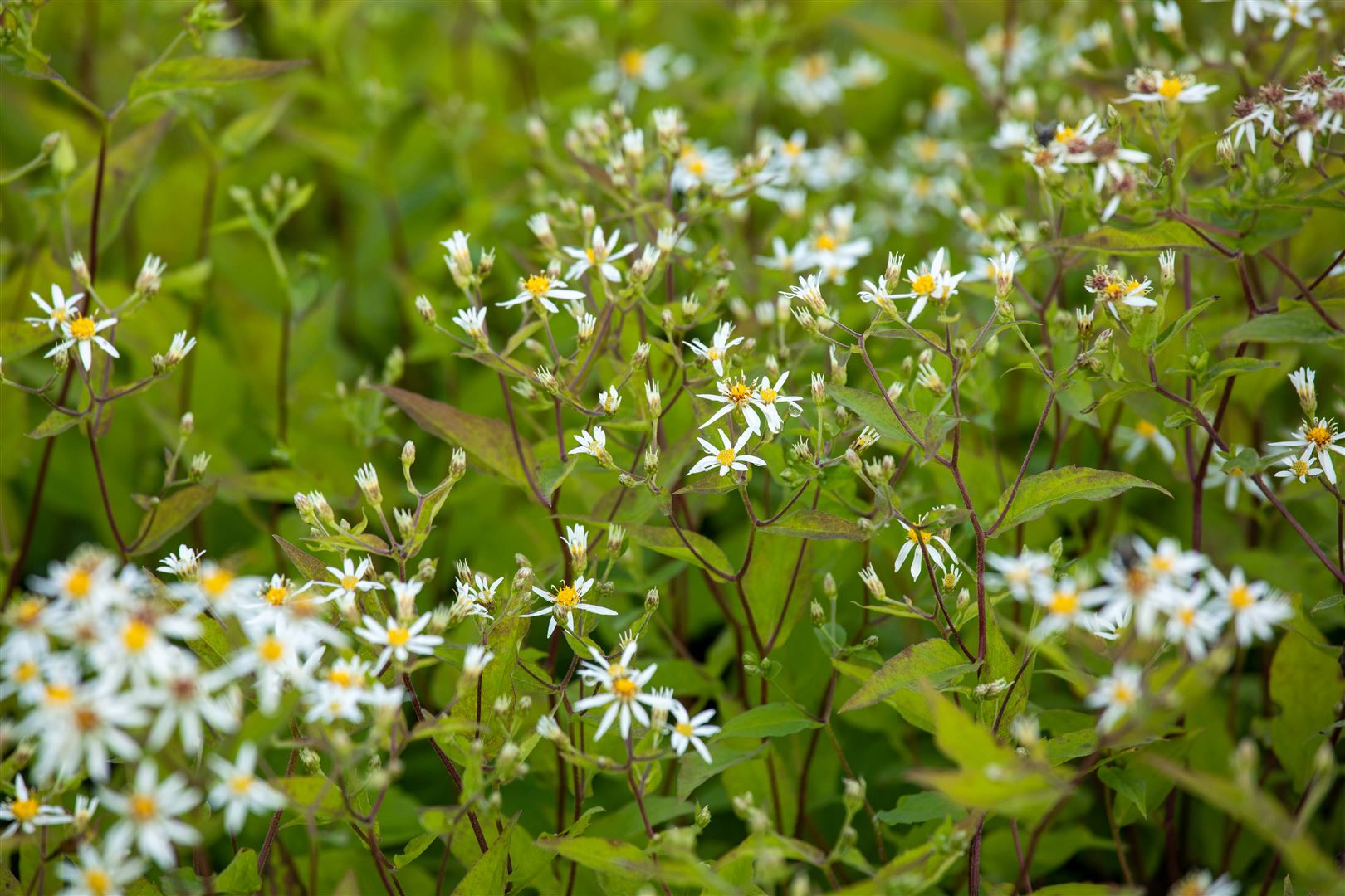 Aster divaricatus 'Tradescant', wei&szlig;, ca. 9x9 cm Topf - Bild 1