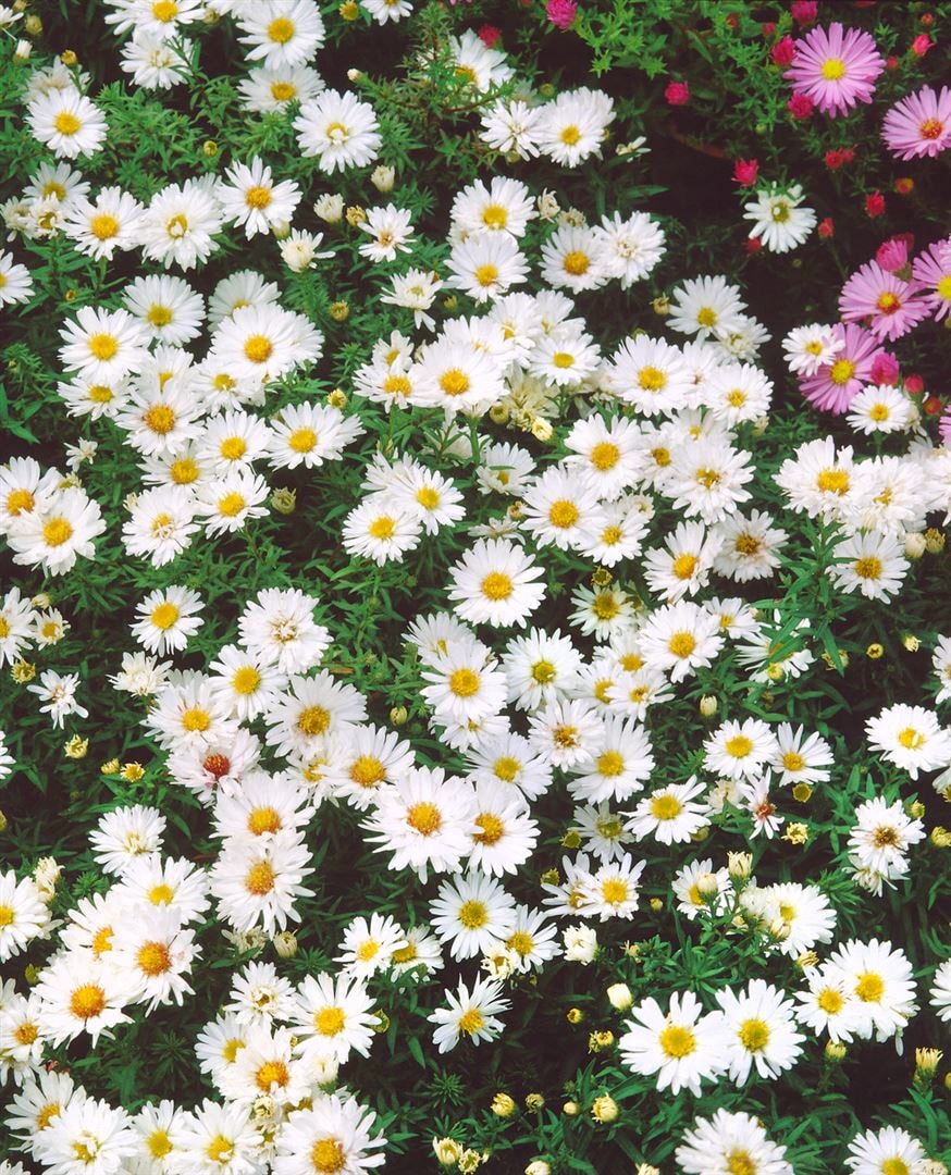 Aster dumosus 'Apollo', Kissen-Aster, wei&szlig;, ca. 9x9 cm Topf - Bild 1